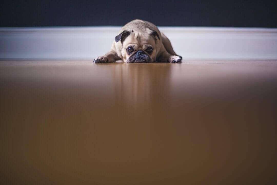 Image of a dog looking fed up with their head resting on the floor.