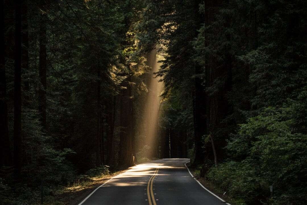 Image of a road through a forest with a light shining down at the end. As well as excitement for lockdown ending therapy clients may feel anxiety over weight gained.